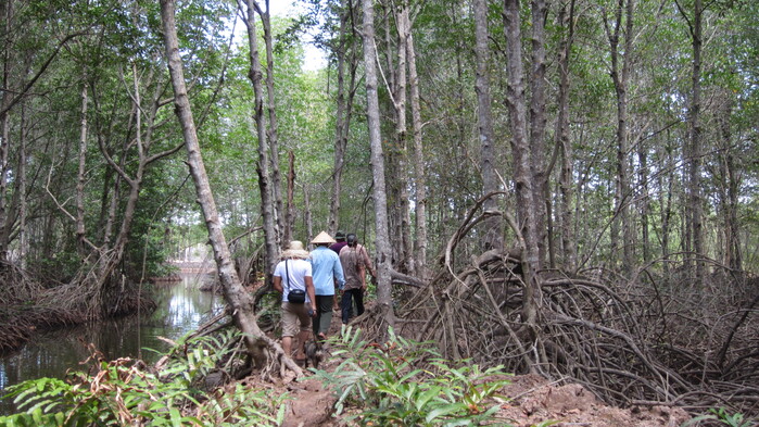 Dạo bộ giữa rừng ngập mặn Long Khánh Trà Vinh