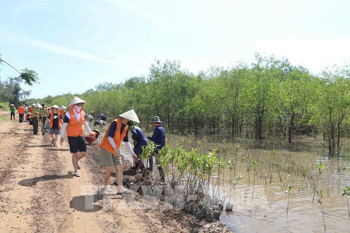 Rừng ngập mặn Long Khánh Trà Vinh hiện đang được địa phương lên dự án bảo tồn