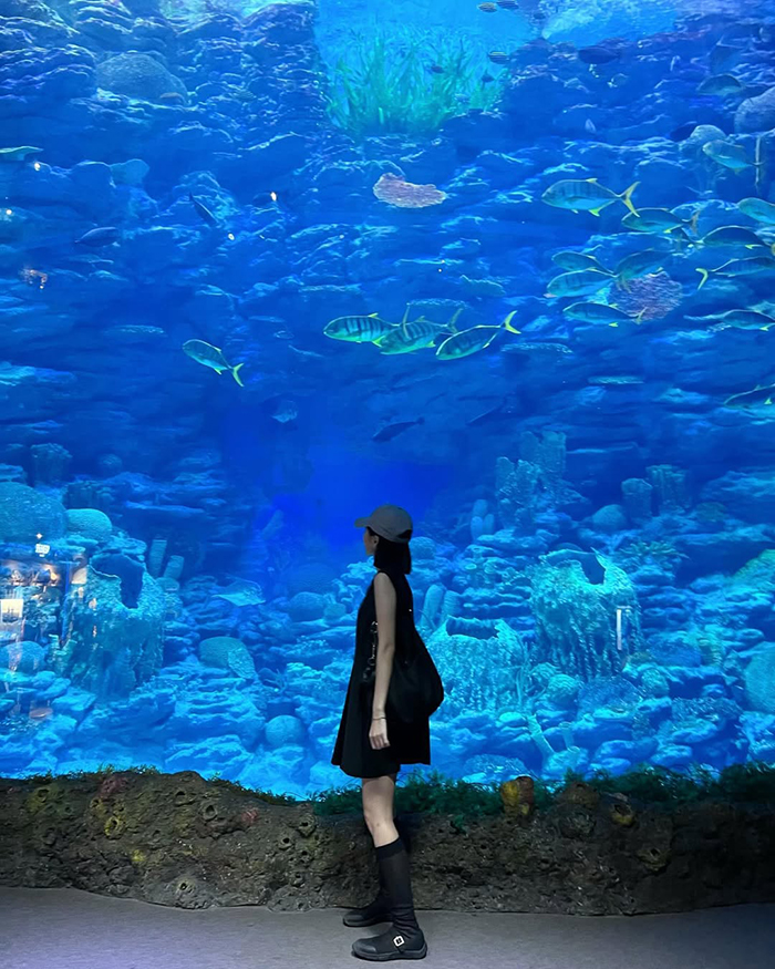 Giới thiệu về thủy cung Sealife Busan Hàn Quốc