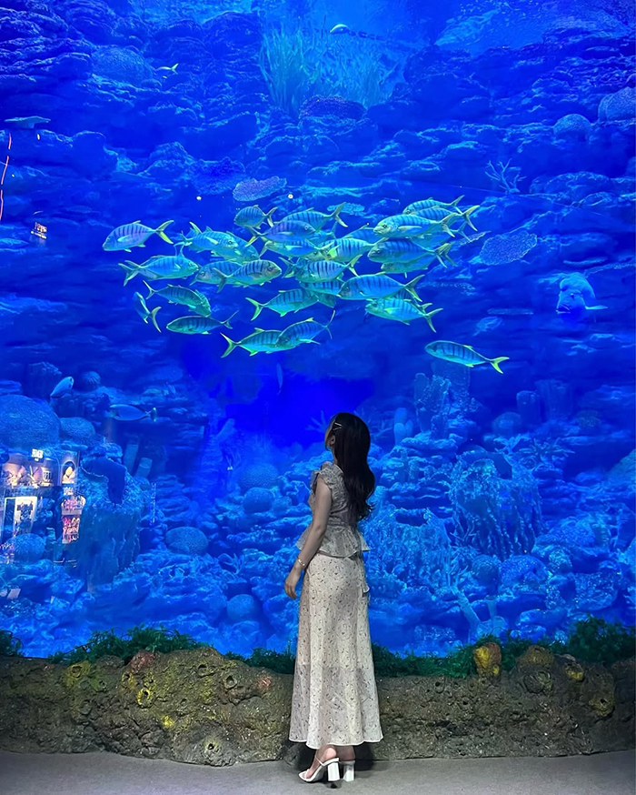 Thời điểm lý tưởng đến thủy cung Sealife Busan Hàn Quốc