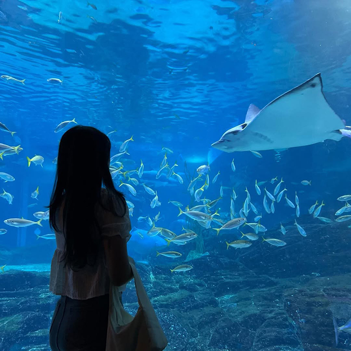 Ghé thăm thủy cung sealife busan vào thời điểm nào trong ngày?