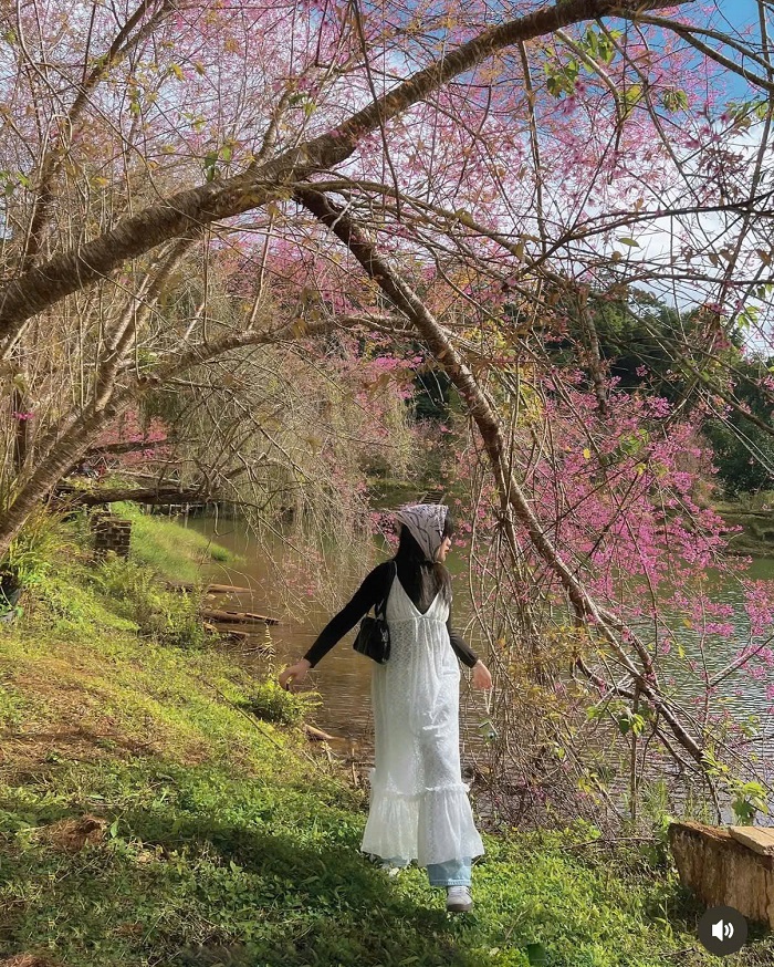 Lịch trình du lịch Măng Đen dịp Tết với Hoa đào nở rộ quanh hồ Đăk Ke