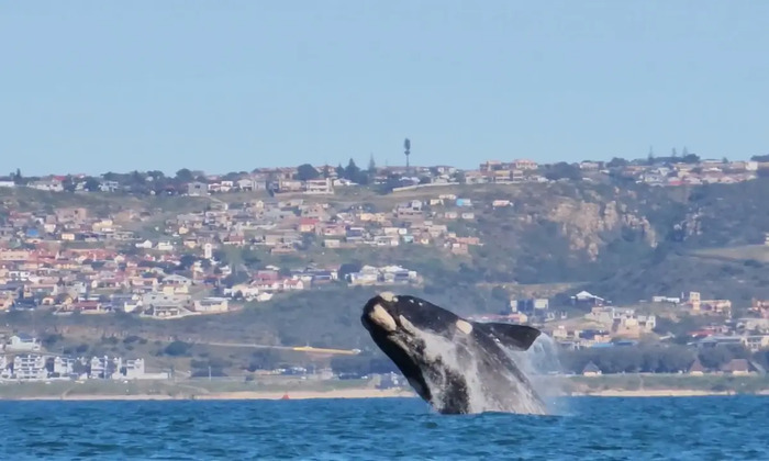 Các điểm dừng thú vị trên cung đường biển Garden Route Nam Phi