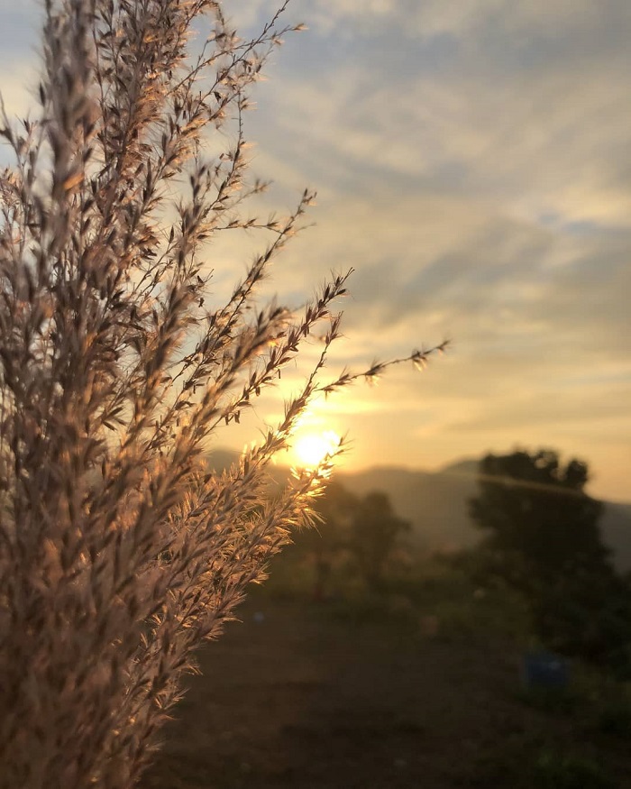 Đồi Bù Hà Nội đẹp nhất mùa cỏ lau