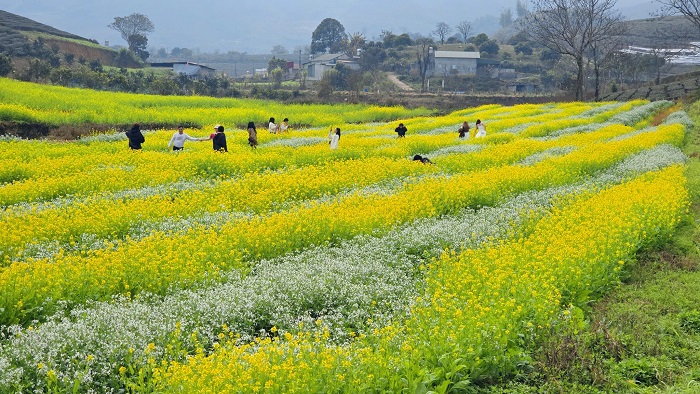 Lỏi Tươi Farm Mộc Châu ở đâu?