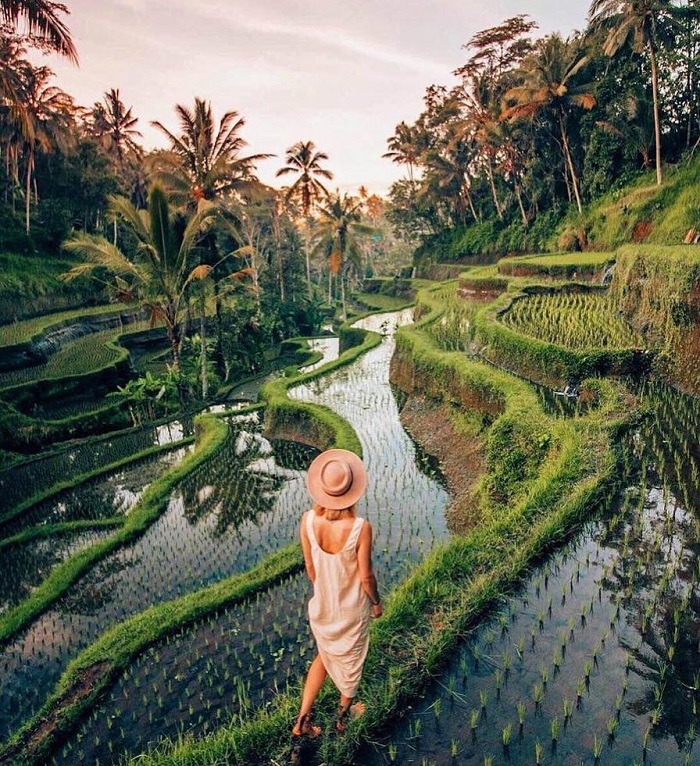 Ruộng bậc thang Tegalalang Indonesia ở đâu? 
