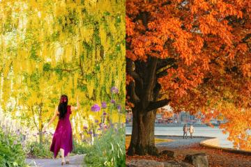 Kinh nghiệm du lịch Vancouver Canada – Thành phố cảng sôi động bậc nhất Bắc Mỹ