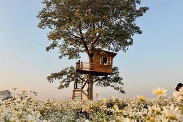 Check-in Vườn hoa Bãi Đá Sông Hồng Hà Nội: Thiên đường hoa 'không góc chết' giữa lòng Thủ đô