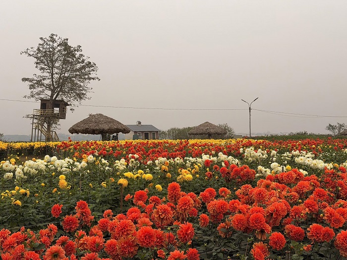 Vườn hoa Bãi Đá Sông Hồng tràn ngập sắc hoa rực rỡ