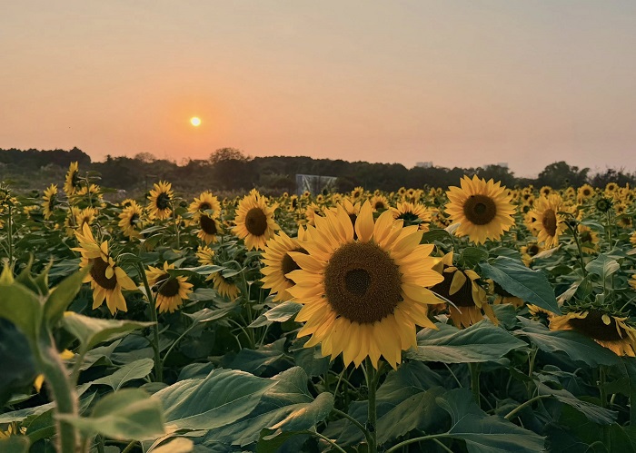 Vườn hoa Bãi Đá Sông Hồng đang có hướng dương vàng rực