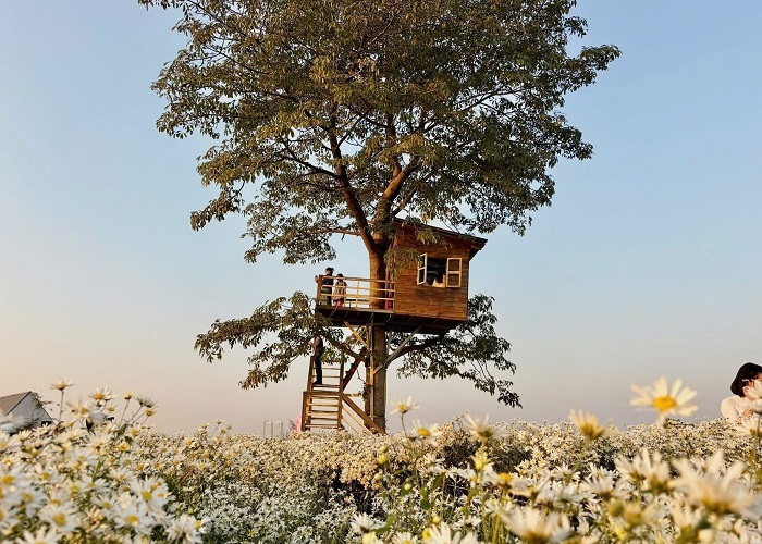 Check-in Vườn hoa Bãi Đá Sông Hồng Hà Nội: Thiên đường hoa 'không góc chết' giữa lòng Thủ đô