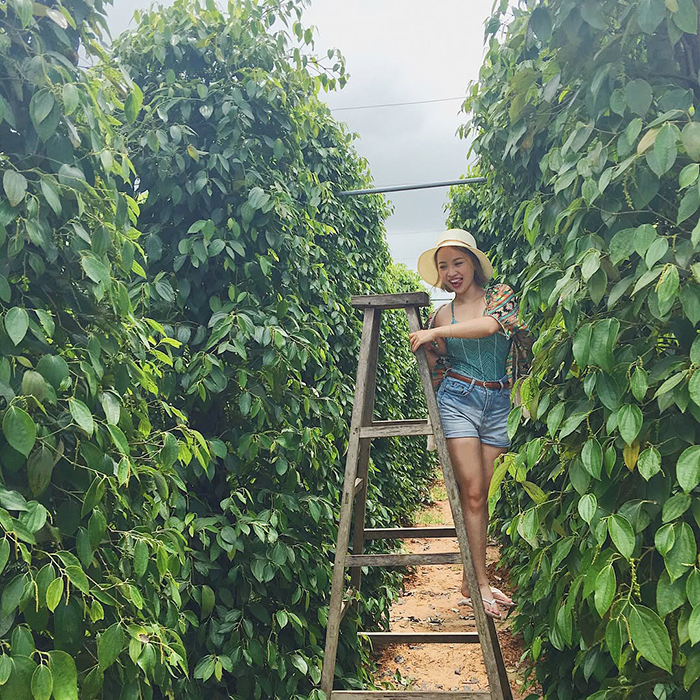  Thời điểm lý tưởng để tham quan vườn tiêu Phú Quốc