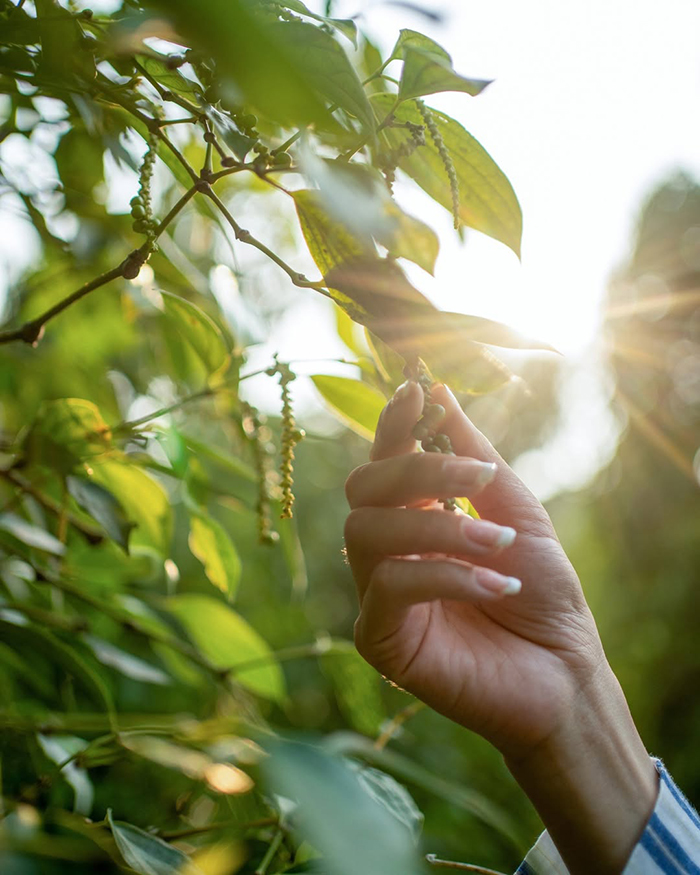 Vườn tiêu Phú Quốc Ngọc Hà