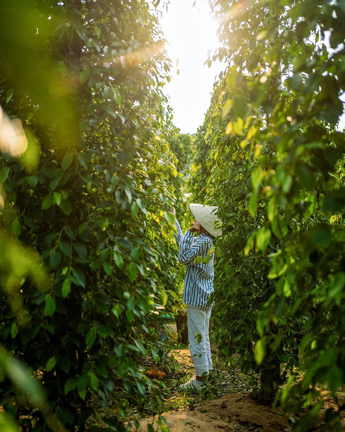 Vườn tiêu Phú Quốc Khu Tượng