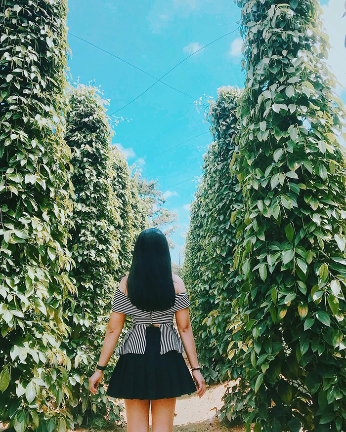 Không gian xanh mát, thư giãn tinh thần tại vườn tiêu Phú Quốc