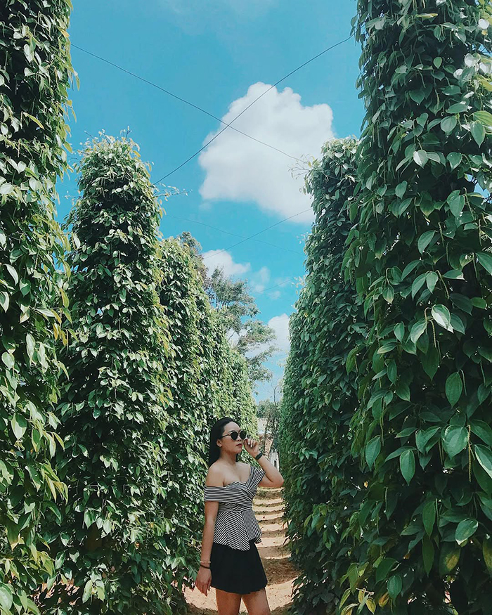 Tại sao nên ghé thăm vườn tiêu Phú Quốc?