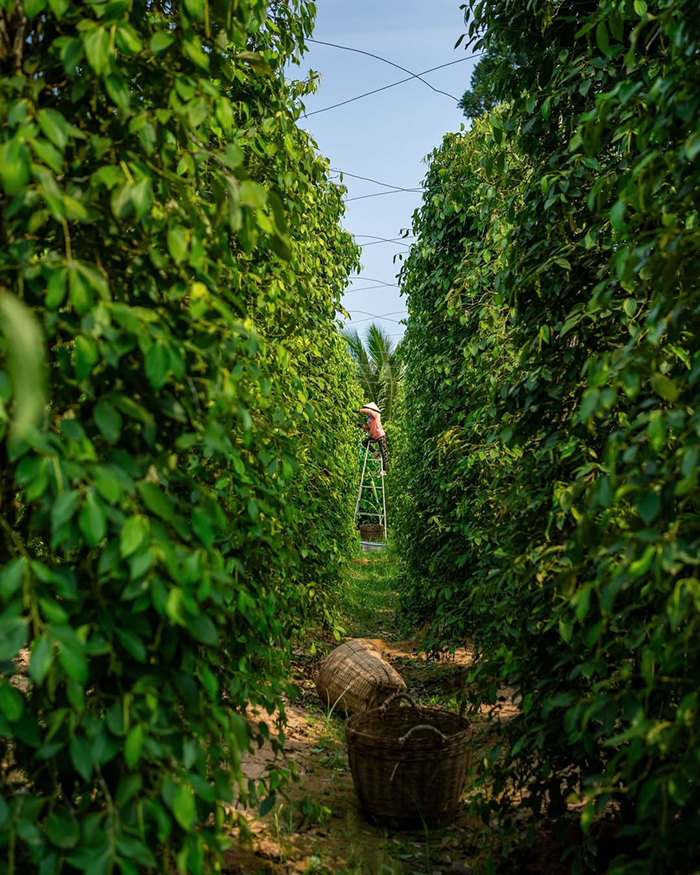 Sản phẩm chế biến tại vườn tiêu Phú Quốc