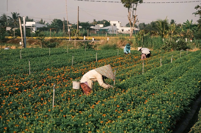 Những người làm vườn chăm chút tỉ mỉ cho từng bông hoa, lặng lẽ mà bền bỉ. Không khí lao động rộn ràng tạo nên nhịp điệu Tết rất riêng của làng hoa. Ảnh: FBNV