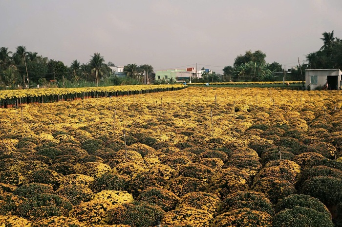 Biển hoa vàng trải dài đến tận chân trời. “Hương” và “sắc” của mùa xuân hòa quyện, khép lại một mùa lao động và mở ra hy vọng cho năm mới. Ảnh: FBNV