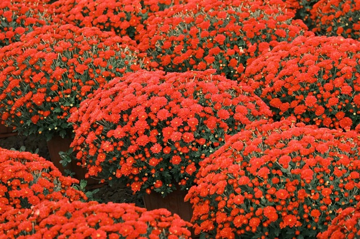 Những bông hoa rực nở đều dưới bàn tay chăm chút. Cận Tết, mỗi công đoạn đều được làm kỹ lưỡng để hoa đạt độ đẹp nhất khi ra chợ. Ảnh: FBNV