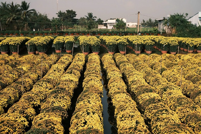 Toàn cảnh những luống hoa xếp lớp, đều tăm tắp như tấm thảm sắc màu. Ảnh: FBNV