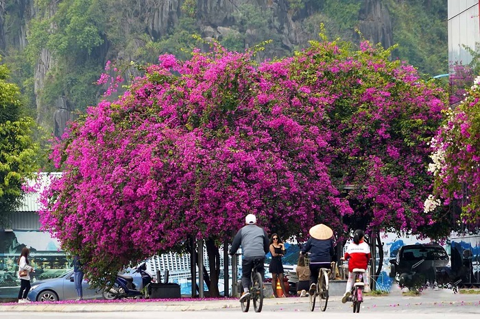 cây hoa giấy Hạ Long