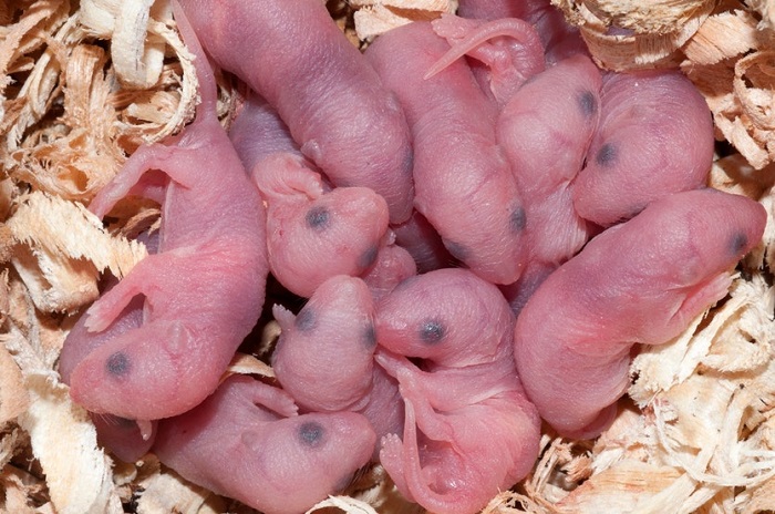 Chuột bao tử là một món ăn rùng rợn nhất thế giới có nguồn gốc từ Trung Quốc