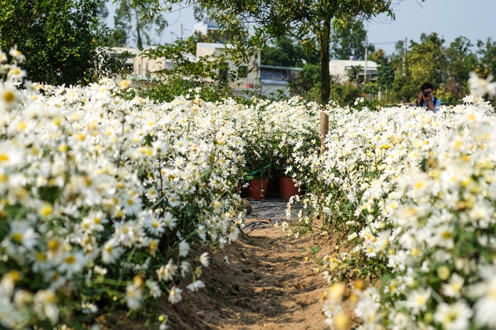 cúc họa mi Đà Nẵng