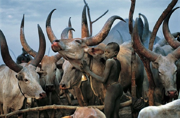cuộc sống ở bộ tộc Dinka