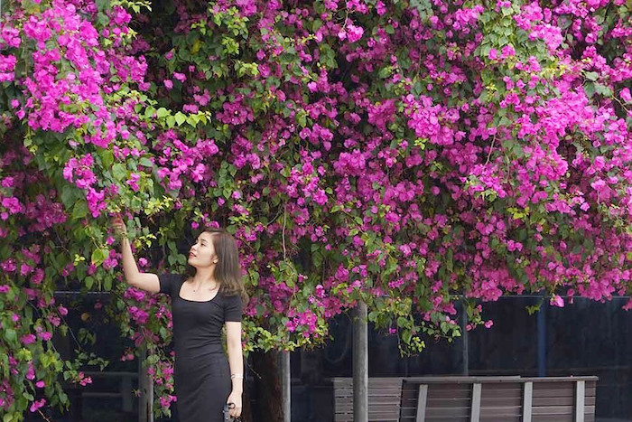 hoa giấy hạ long 