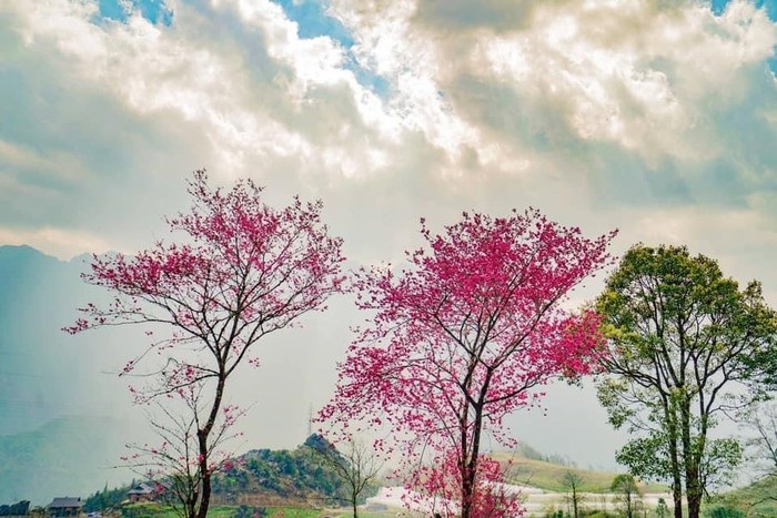 hoa anh đào himalaya fansipan