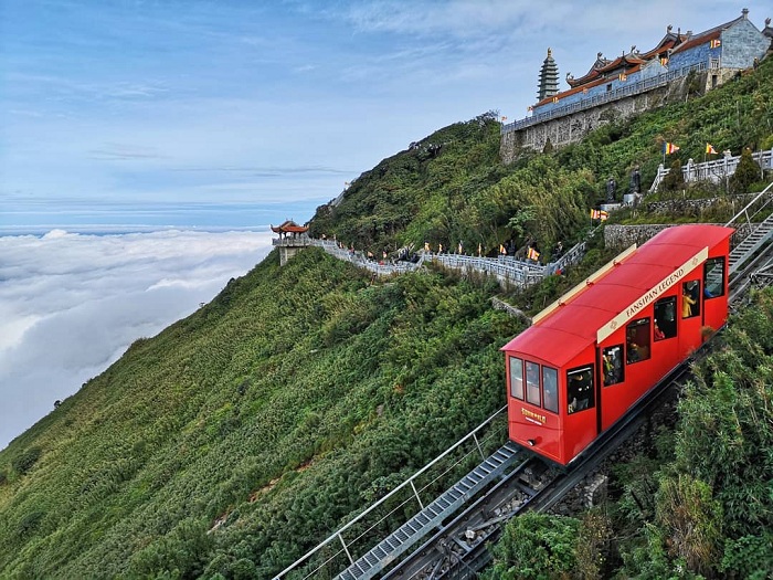 hoa anh đào himalaya fansipan