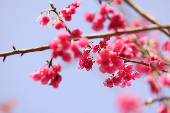 hoa anh đào himalaya fansipan