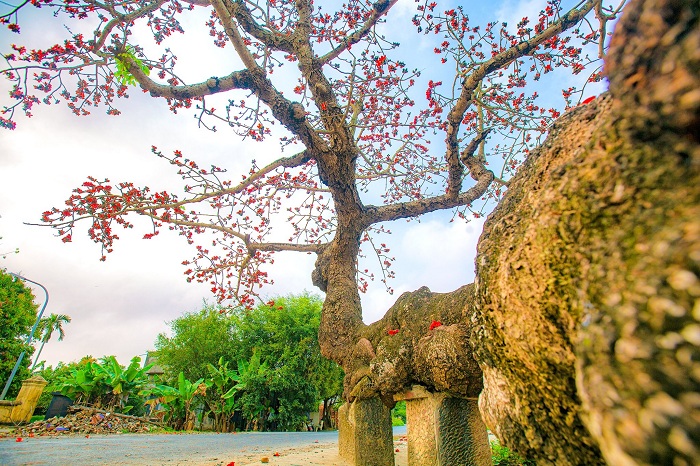 mùa hoa gạo Thái Bình