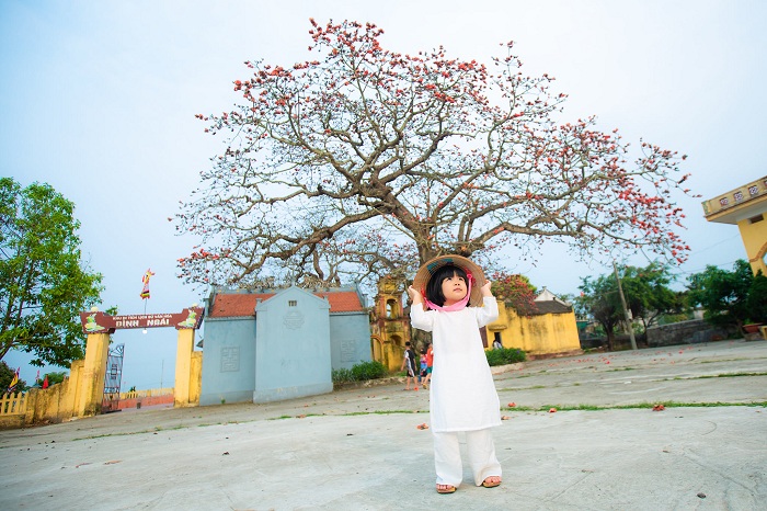 mùa hoa gạo Thái Bình