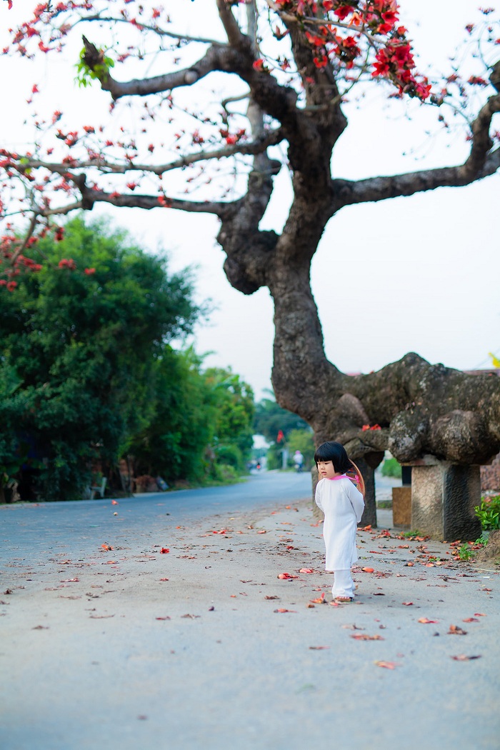 mùa hoa gạo Thái Bình