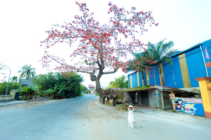 mùa hoa gạo Thái Bình