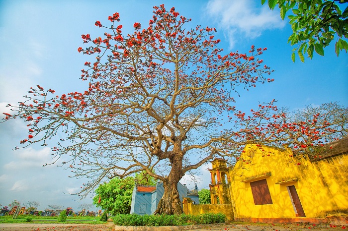 mùa hoa gạo Thái Bình