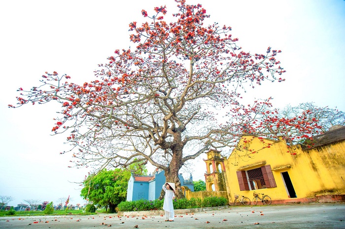 mùa hoa gạo Thái Bình