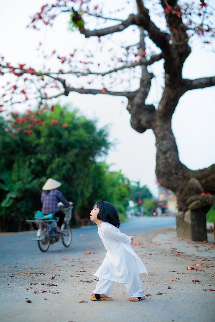 mùa hoa gạo Thái Bình