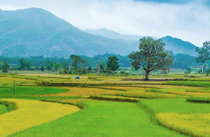 ruộng bậc thang Quảng Ngãi