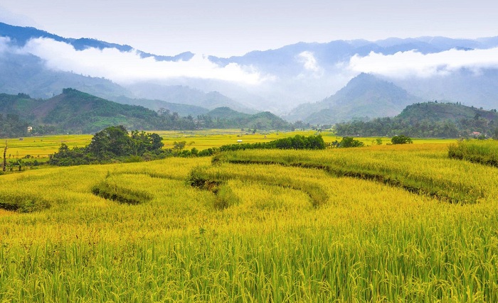 ruộng bậc thang Quảng Ngãi