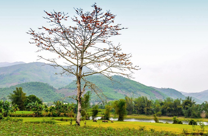 ruộng bậc thang Quảng Ngãi