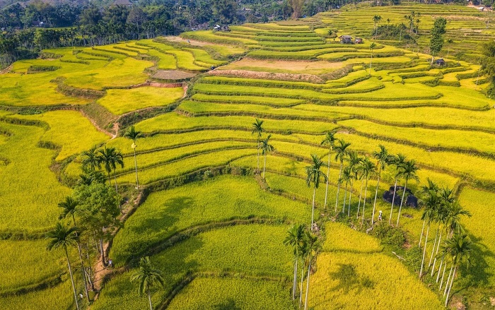 ruộng bậc thang Quảng Ngãi