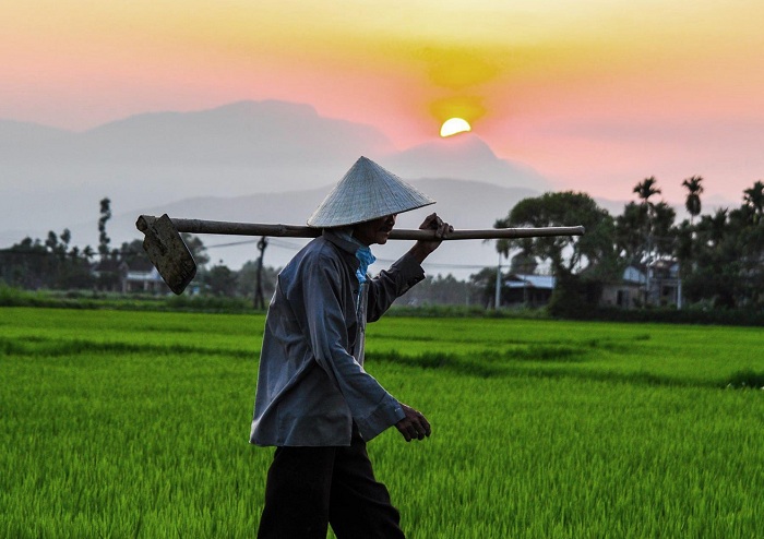 ruộng bậc thang Quảng Ngãi