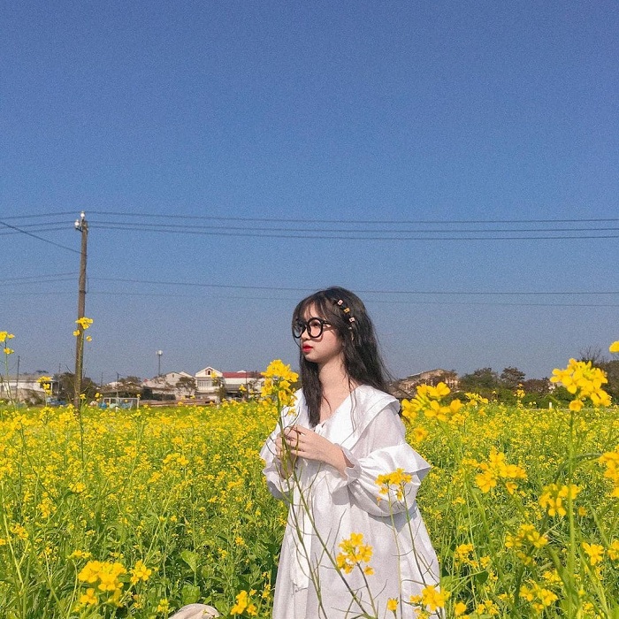 Vườn hoa cải Kim Long Huế