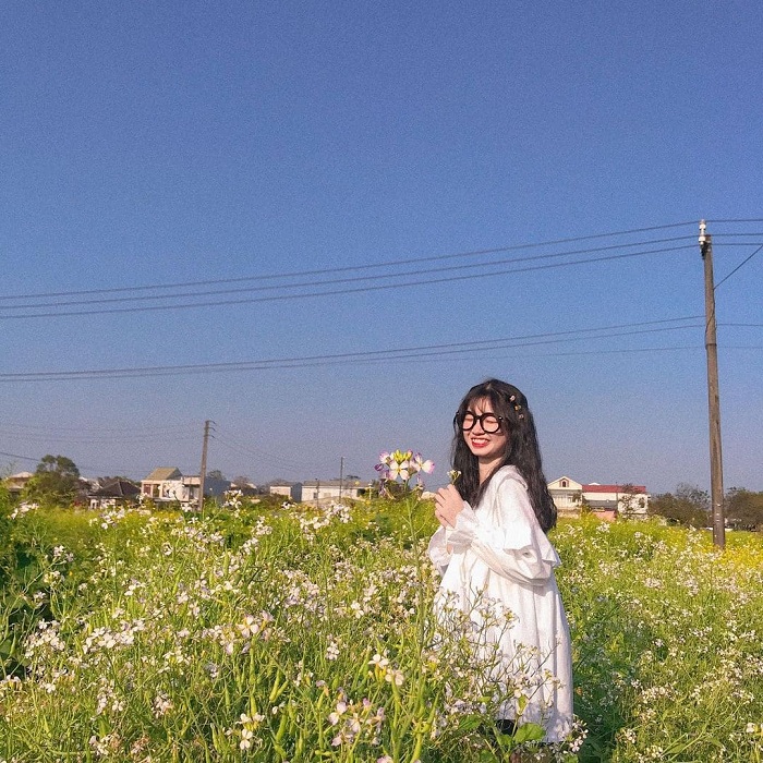 Vườn hoa cải Kim Long Huế