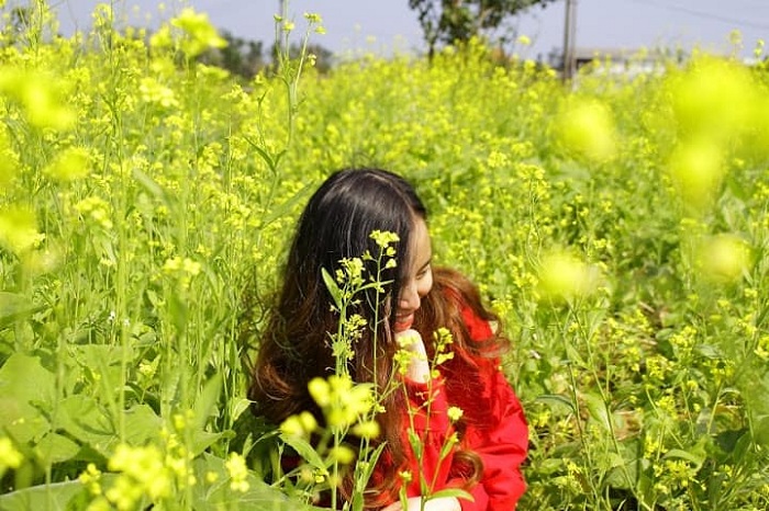 Vườn hoa cải Kim Long Huế