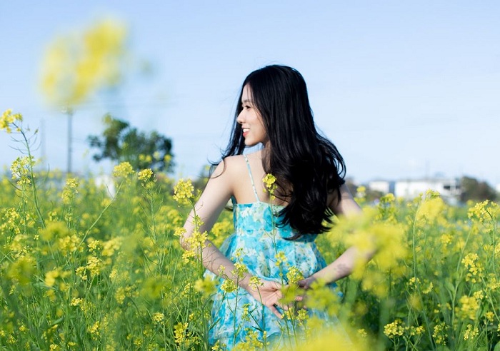 Vườn hoa cải Kim Long Huế