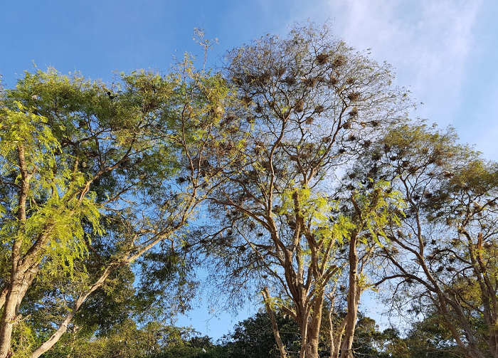 Những ngôi chùa ở Trà Vinh đẹp tựa chốn ‘bồng lai tiên cảnh’